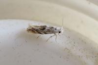 Bucculatrix albedinella