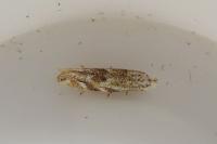Bucculatrix bechsteinella