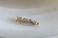 Phyllonorycter roboris