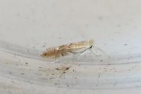 Phyllonorycter quercifoliella