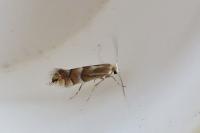 Phyllonorycter ulmifoliella