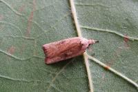 Agonopterix nervosa