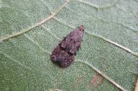 Teleiodes vulgella