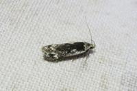 Anacampsis blattariella/populella