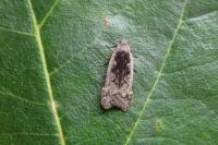 Anacampsis blattariella/populella