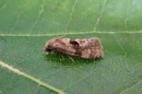 Gynnidomorpha alismana