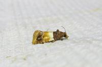 Epinotia festivana