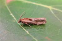 Eucosma cana