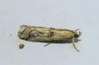 Pempelia genistella