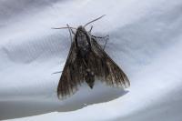 Hyloicus maurorum/pinastri