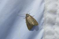 Coenobia rufa