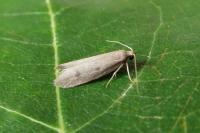 Agnoea