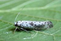 Yponomeuta irrorella
