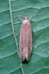 Limnaecia phragmitella