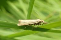 Chrysoteuchia culmella