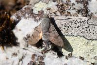 Macroglossum stellatarum