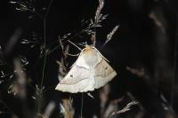 Crocallis elinguaria