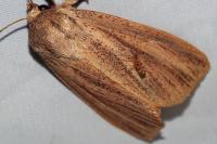 Mythimna pudorina