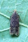 Bryotropha