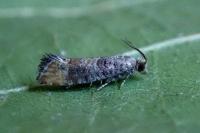 Clavigesta purdeyi