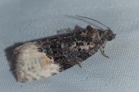 Apotomis betuletana