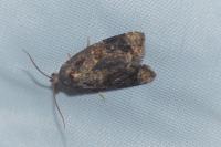 Ditula angustiorana