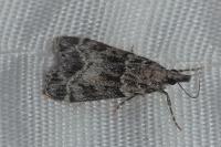 Eudonia mercurella