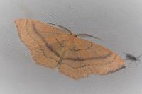 Cyclophora linearia