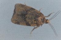 Epagoge grotiana