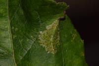 Phyllonorycter blancardella