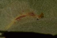 Phyllonorycter blancardella