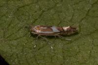 Phyllonorycter blancardella