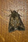 Autographa gamma