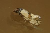 Cochylis molliculana