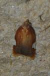 Acleris holmiana