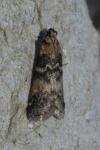 Euzophera pinguis