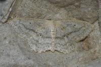 Scopula nigropunctata