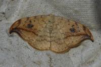 Drepana falcataria