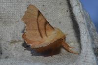 Ennomos erosaria