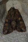 Apamea monoglypha
