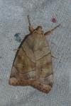 Cosmia trapezina