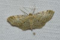 Idaea fuscovenosa