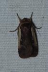 Ochropleura plecta