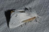 Sphrageidus similis