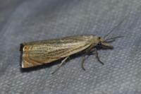 Chrysoteuchia culmella