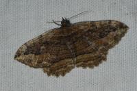 Philereme transversata
