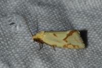 Agapeta hamana