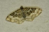 Epirrhoe alternata
