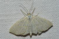 Scopula immutata