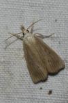 Calamotropha paludella